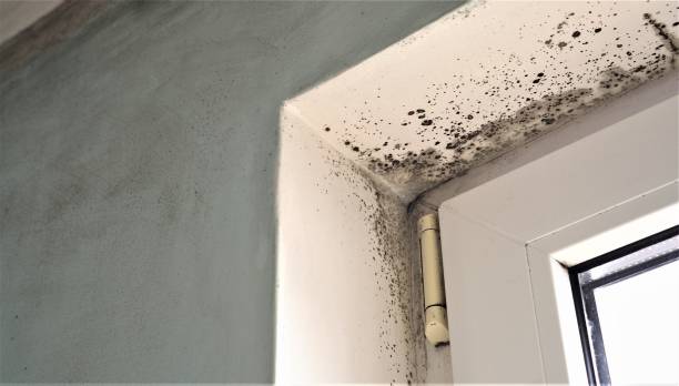 Best Commercial Mold Inspection  in Caddo, OK